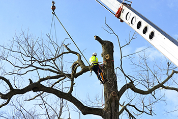 Keith scaling a tree. 