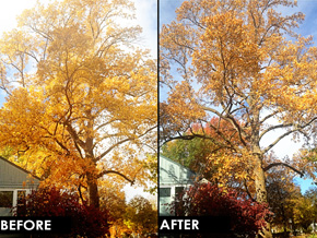 Before and after image of pruning. 